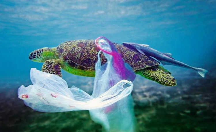 Tartaruga e plastico